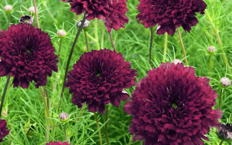 Flower Seeds, Seeds,Seeds For Planting,Plant Seeds