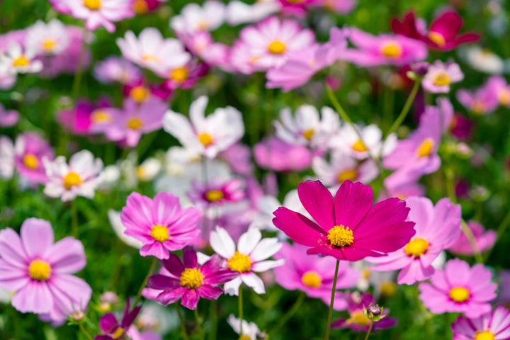 Cosmos Flower Seeds for Planting – Wildflower Mix, Heirloom & Non-GMO Organic Garden Seeds