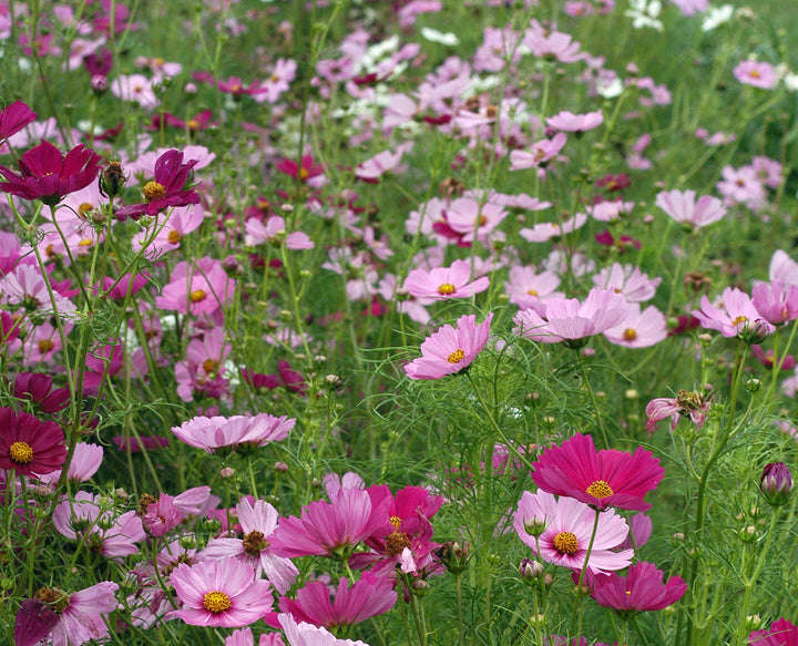Cosmos Sensation Flower Seeds for Planting – Heirloom Non-GMO, High Germination Organic Garden Seeds