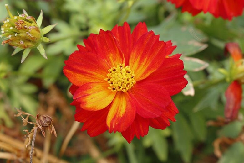 Cosmos Red Flower Seeds for Planting – Heirloom Non-GMO, High Germination Organic Garden Seeds