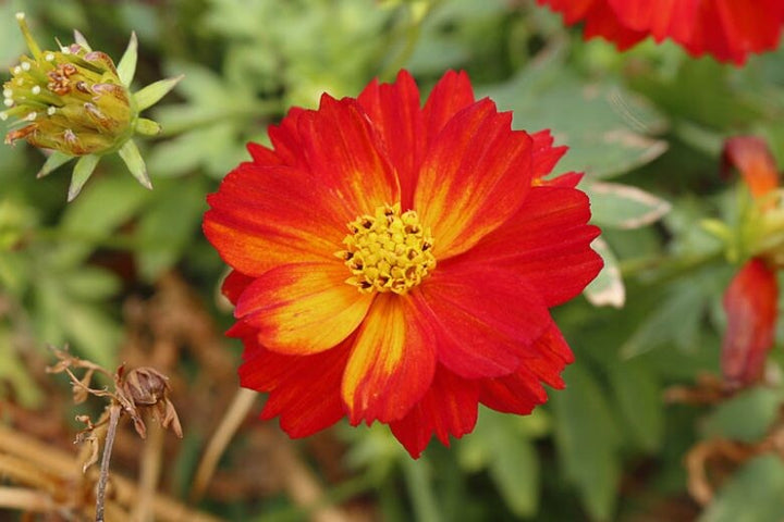 Cosmos Red Flower Seeds for Planting – Heirloom Non-GMO, High Germination Organic Garden Seeds