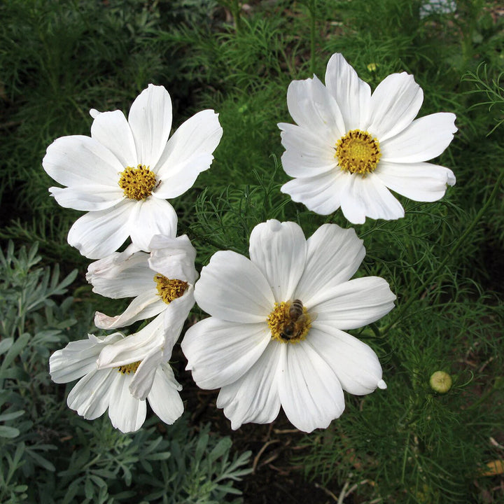 White Cosmos Flower Seeds for Planting – Heirloom Non-GMO, High Germination Organic Garden Seeds