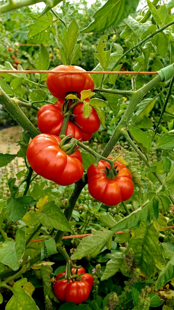 Geranium Kiss Tomato Seeds for Planting – Heirloom, Non-GMO, Compact Cherry Tomato – High Germination