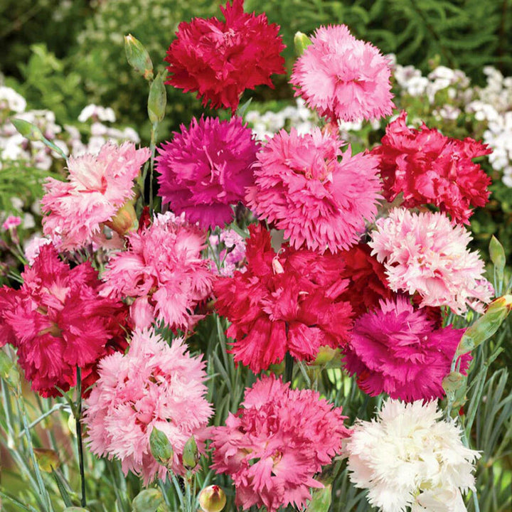 Mixed Dianthus Sonata Flower Seeds for Planting – Heirloom Non-GMO, High Germination Organic Garden Seeds