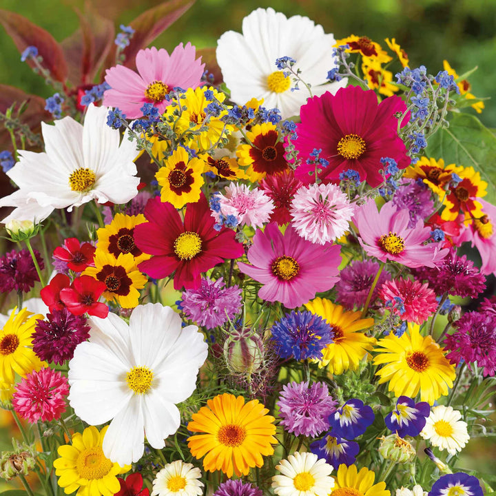 Mixed Cascade Flower Seeds for Planting – Heirloom Non-GMO, High Germination Organic Garden Seeds