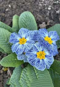 Light Blue Primula Autumn Flower Seeds for Planting – Heirloom, Non-GMO, High Germination Border Blooms