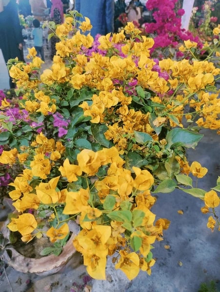 Yellow Purple Bougainvillea Flower Seeds for Planting – Heirloom Non-GMO High Germination Organic Garden Seeds
