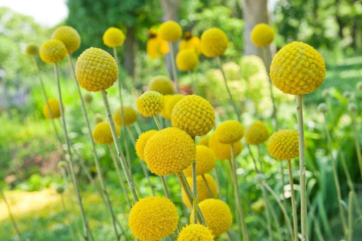 Yellow Balls Craspedia Flower Seeds for Planting – Heirloom Non-GMO, High Germination Organic Garden Seeds