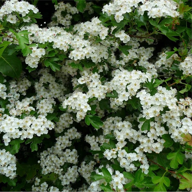White Hawthorn Crataegus Monogyna Flower Seeds for Planting – Heirloom, Non-GMO, High Germination Organic Garden Seeds