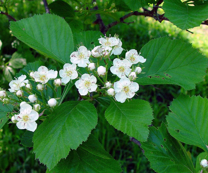 Flower Seeds, Seeds,Seeds For Planting,Plant Seeds