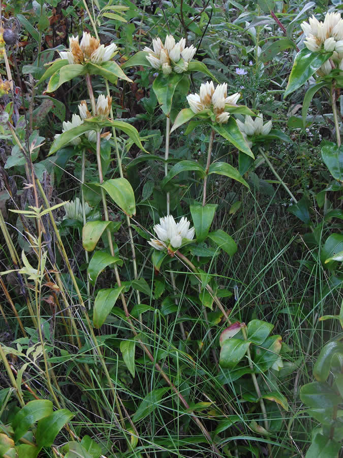 Cream Gentiana Flower Seeds for Planting – Heirloom Non-GMO, High Germination Organic Garden Seeds