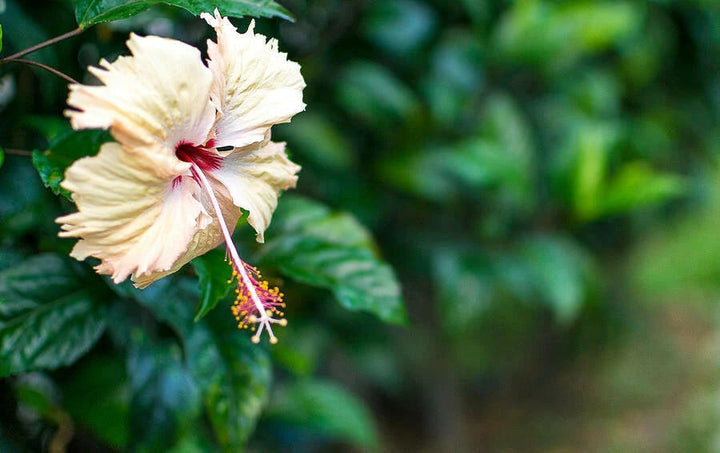 Cream Hibiscus Flower Seeds – Easy to Grow, Heirloom & Non-GMO Seeds for Home Garden
