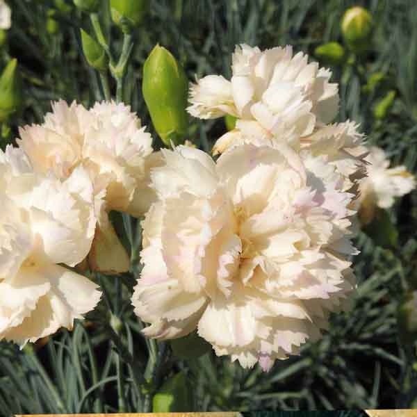 Cream Carnation Dianthus Flower Seeds for Planting – Heirloom Non-GMO High Germination Seeds