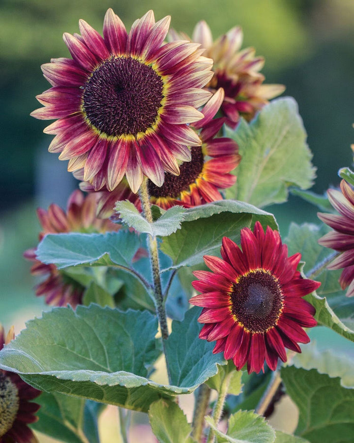 Red Sunflower Perennial Flower Seeds for Planting – Heirloom, Non-GMO, High Germination Garden Seeds