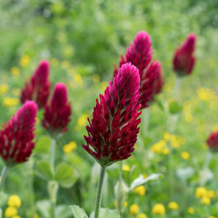 Red Clover Flower Seeds for Planting – Heirloom, Non-GMO, High Germination Organic Garden Seeds