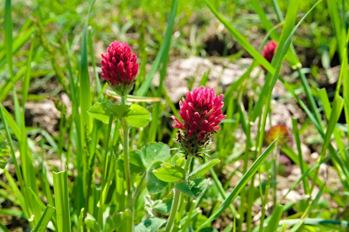Red Clover Flower Seeds for Planting – Heirloom, Non-GMO, High Germination Organic Garden Seeds