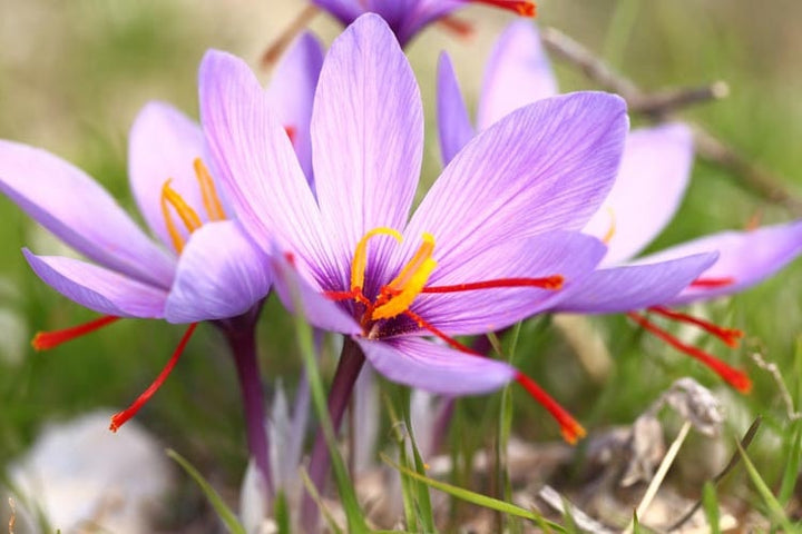 Heirloom Crocus Sativus Flower seeds for Planting - Hardy Variety, Heirloom & GMO Free Seeds for Home Garden, 100 pcs