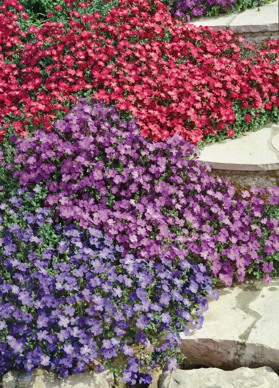 Mixed Aubrieta Flower Seeds for Planting – Heirloom, Non-GMO, High Germination Organic Garden Seeds