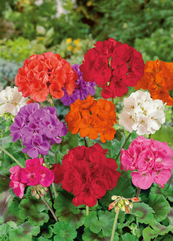 Pelargonium  hortorum Flower seeds for Planting - Pollinator Friendly, Heirloom & GMO Free Seeds for Home Garden Non-GMO