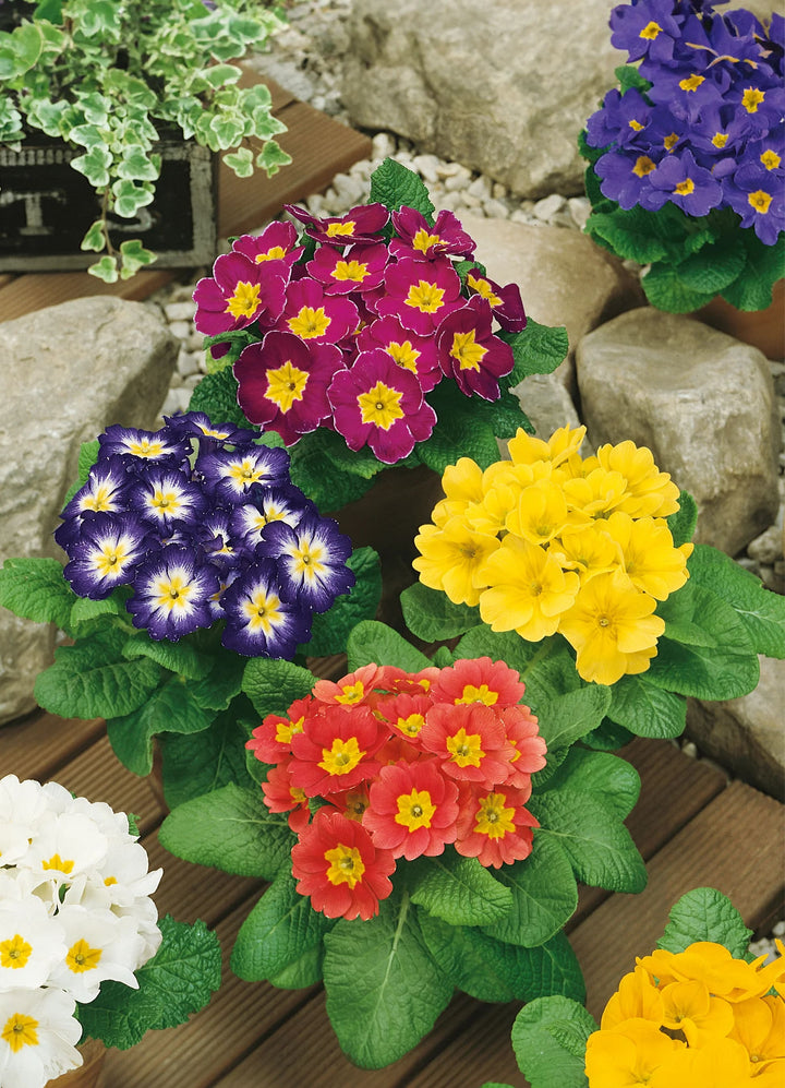 Mixed Primula Flower Seeds – Wildflower Mix, Heirloom & Non-GMO Seeds for Planting Home Gardens