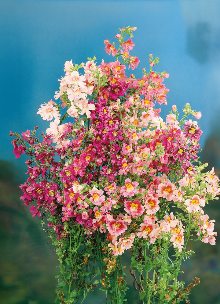 Schizanthus Flower Seeds for Planting – Wildflower Mix Heirloom Non-GMO, High Germination Organic Garden Seeds