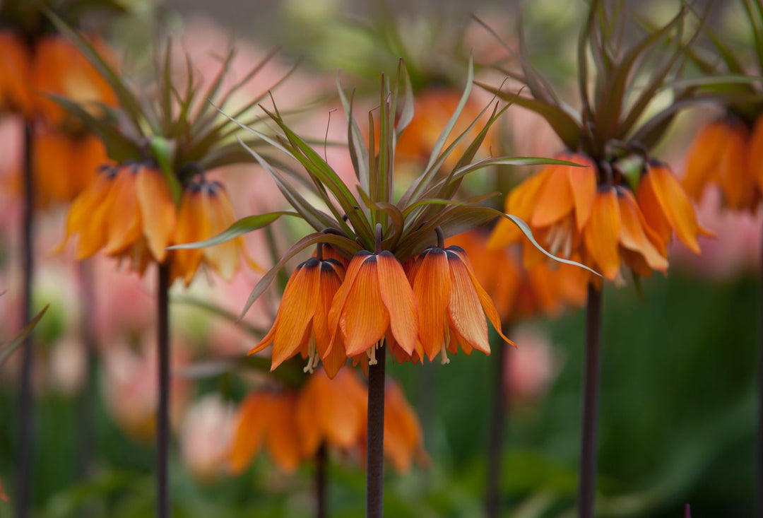 crown flower seeds Purple Crown Imperial Flower Seeds for Planting – Heirloom, Non-GMO, C – Earthechoseeds