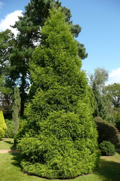 Green Cryptomeria Tree Seeds – Heirloom Non-GMO Ornamental Evergreen Seeds for Planting