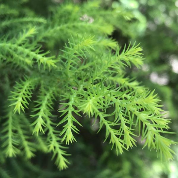 Green Cryptomeria Tree Seeds – Heirloom Non-GMO Ornamental Evergreen Seeds for Planting