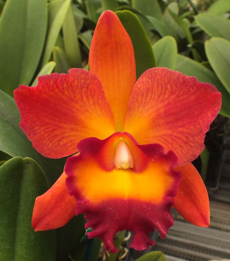 Cattleya Flower Seeds for Planting Orange – Heirloom, Non-GMO, High Germination Organic Garden Seeds