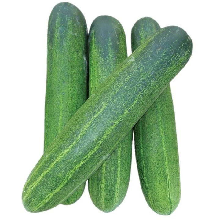 Cucumber Vegetable Seeds for Planting – Heirloom, Non-GMO, Organic Garden Seeds, High Germination, Cool Summer Crop