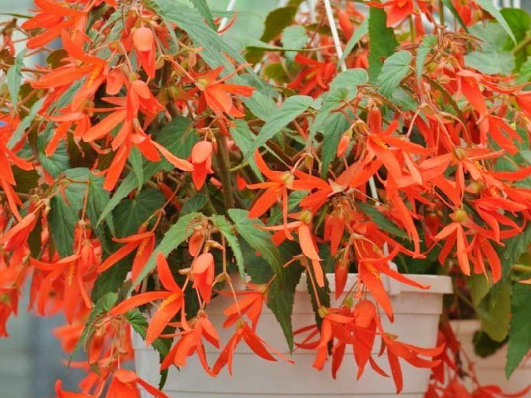 Orange Bossa Nova Flower Seeds for Planting – Heirloom, Non-GMO, Pollinator-Friendly, High Germination