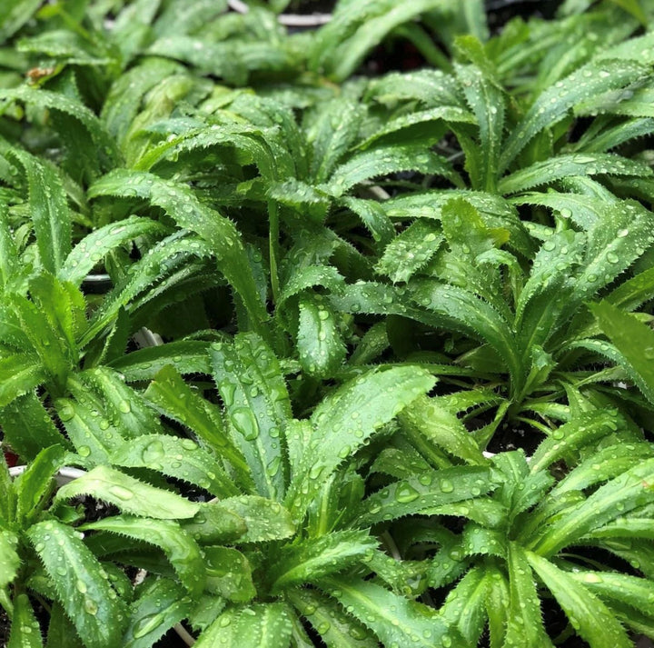 Green Eryngium Foetidum Culantro Herb Seeds for Planting – Heirloom, Non-GMO, Organic Garden Seeds with High Germination