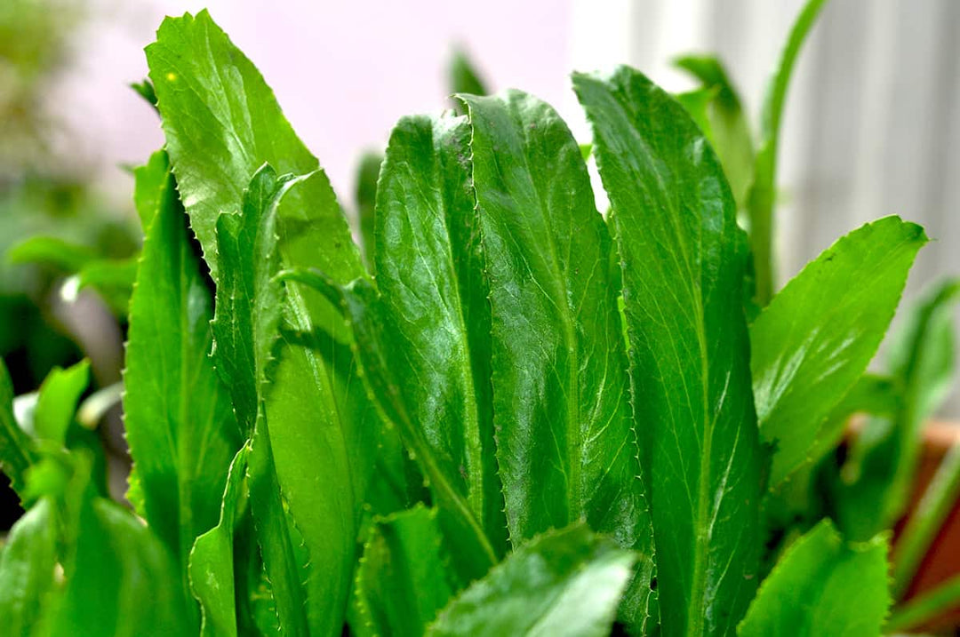 Green Culantro Herb Seeds for Planting – Heirloom, Non-GMO, Organic Garden Seeds with High Germination