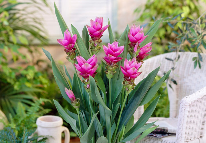 Curcuma Flower Seeds for Planting – Heirloom Non-GMO Seeds, High Germination for Home Garden Borders