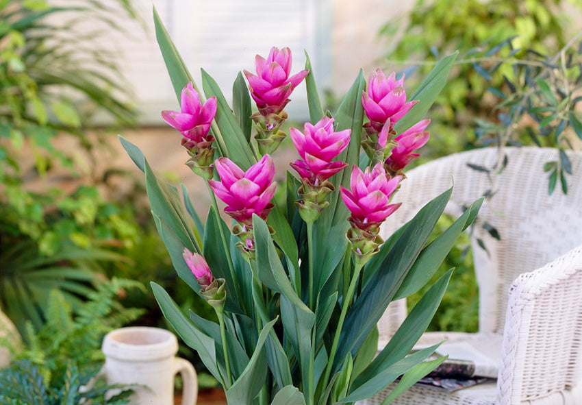 Curcuma Flower Seeds | Heirloom Non-GMO Organic Garden Seeds for Planting