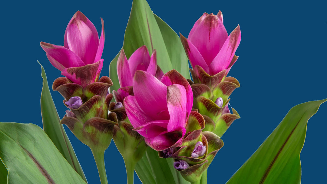 Curcuma Flower Seeds | Heirloom Non-GMO Organic Garden Seeds for Planting
