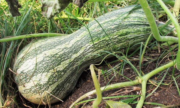 Green Cushaw Vegetable Seeds for Planting – Heirloom & Non-GMO Squash Seeds for Baking & Roasting
