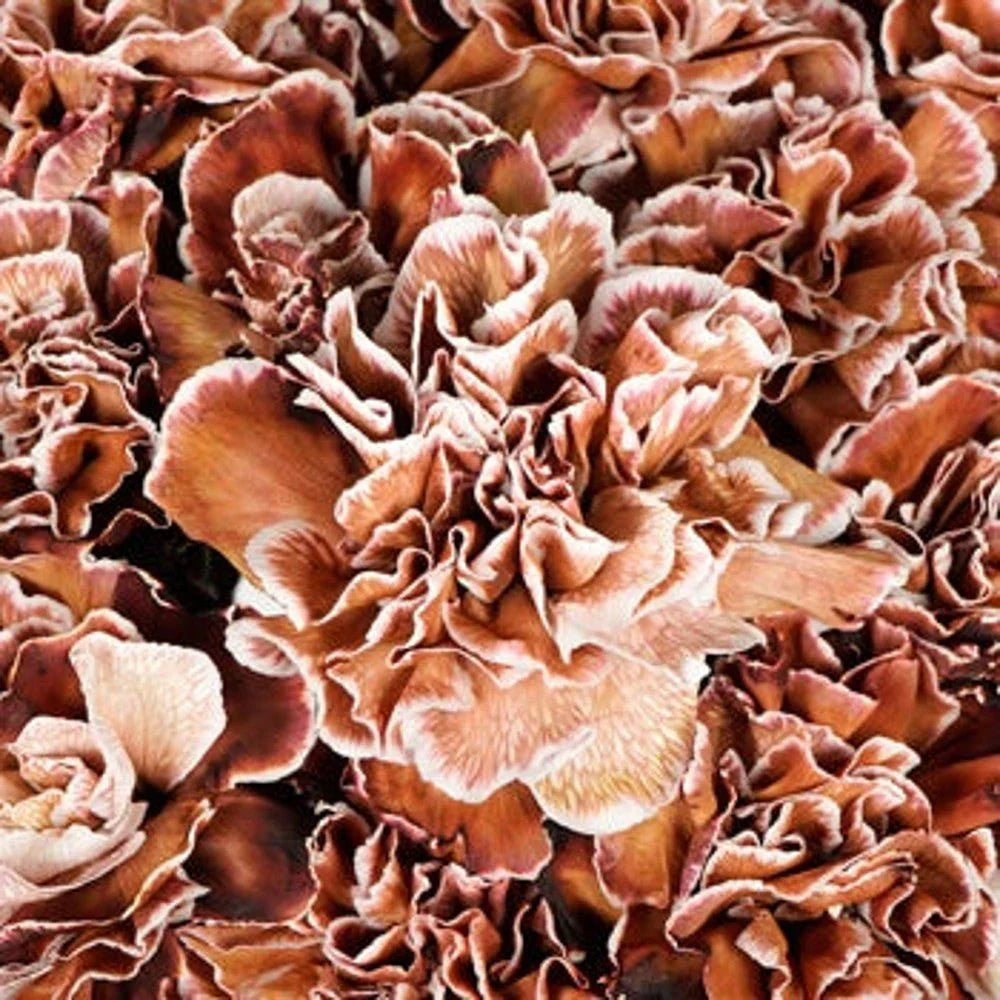 Flower Seeds, Seeds,Seeds For Planting,Plant Seeds