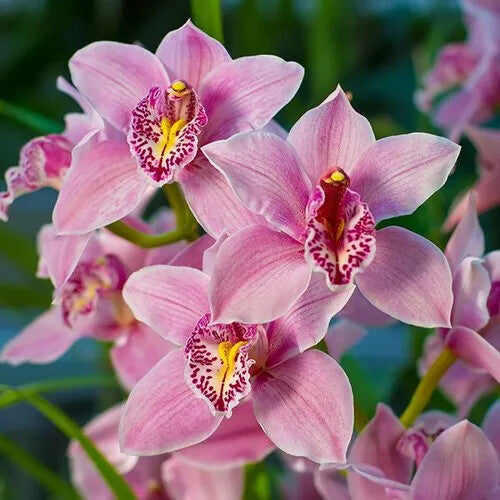 Pink Cymbidium Orchid Flower Seeds for Planting – Heirloom Non-GMO, High Germination Organic Garden Seeds