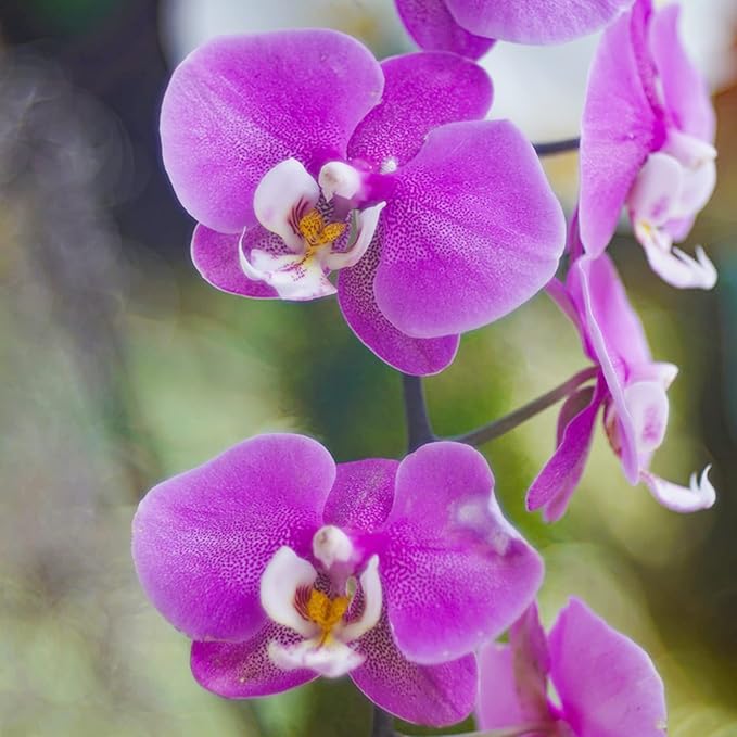 Purple Orchid Cymbidium Flower Seeds for Planting – Fragrant, Heirloom & Non-GMO Garden Seeds