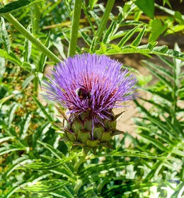 Violet Cardunculus Flower Seeds for Planting – Heirloom Non-GMO, High Germination Organic Garden Seeds