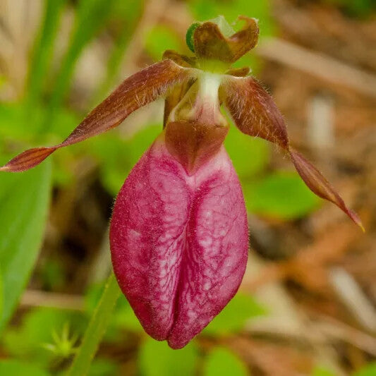 Pink Cypripedium Acaule Flower Seeds for Planting – Heirloom Non-GMO, High Germination Organic Garden Seeds