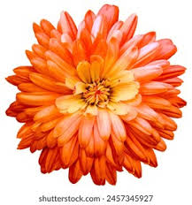 Light Orange Chrysanthemum Flower Seeds for Planting – Heirloom, Non-GMO, High Germination Organic Garden Seeds (100pcs)