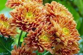 Light Orange Chrysanthemum Flower Seeds for Planting – Heirloom, Non-GMO, High Germination Organic Garden Seeds (100pcs)