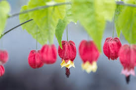 Abutilon Flower Seeds for Planting – Heirloom, Non-GMO, High Germination Organic Garden Seeds (100 pcs)