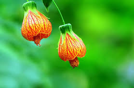 Abutilon Flower Seeds for Planting – Heirloom, Non-GMO, High Germination Organic Garden Seeds (100 pcs)