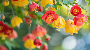 Abutilon Flower Seeds for Planting – Heirloom, Non-GMO, High Germination Organic Garden Seeds (100 pcs)