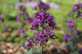 Green Lunaria Flower Seeds for Planting – Heirloom, Non-GMO, High Germination Organic Garden Seeds (100pcs)