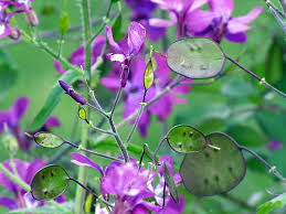 Green Lunaria Flower Seeds for Planting – Heirloom, Non-GMO, High Germination Organic Garden Seeds (100pcs)