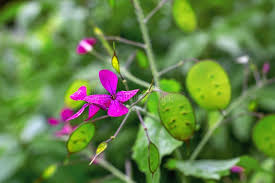 Green Lunaria Flower Seeds for Planting – Heirloom, Non-GMO, High Germination Organic Garden Seeds (100pcs)